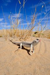 Desert Iguana on hot sand- Mohave desert California