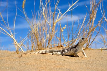 Desert Iguana on sand- Mohave desert California