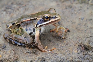 Caucasus frog (Rana macrocnemis)  Arménia