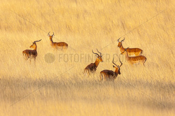Impala (Aepyceros melampus) bucks in the savannah  Kenya