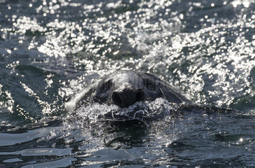 Grey seal (Halichoerus grypus) Seal swiming  Shetland  Spring