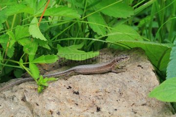 Meadow Lizard (Darevskia praticola). Armenia