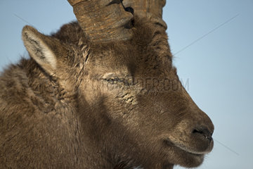Portrait of Alpine Ibex (Capra ibex) male suffering from keratoconjunctivitis  eye disease  Valais Alps  Switzerland.