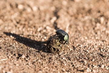 Kenya  Shaba reserve  Dung Beetle