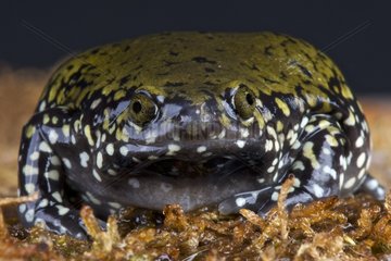 Narrow beaked frog (Dermatonotus muelleri)