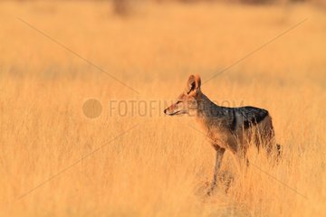 Black-backed jackal (Canis mesomelas). Namibia