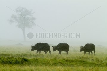 Kenya  Masai-Mara game reserve  buffalo (Syncerus caffer)  under the rain