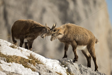 Young Alpine ibex (Capra ibex) males fighting  Valais Alps  Switzerland.