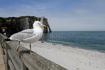 Herring Gull (Larus argentatus) on a railing  Etretat  Normandy  France