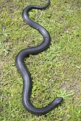 Eastern Tiger Snake (Notechis scutatus) on grass  Tasmania  Australia