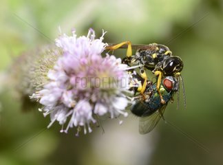 Field digger wasp (Mellinus arvensis) capturing a Greenbottle Firefly (Lucilia ampullacea) Northern Vosges Regional Nature Park  France