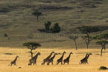 Kenya  Masai-Mara Game Reserve  Girafe masai (Giraffa camelopardalis)  in dry season