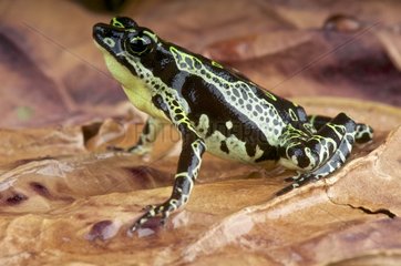 Stubfood toad (Atelopus spumarius) on dead leaves