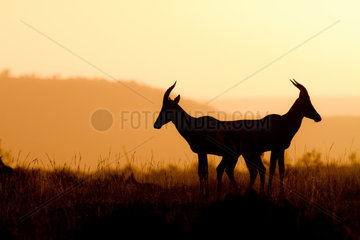 Topi antelopes (Damaliscus lunatus) against the light at sunrise  Kenya