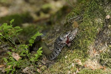 Grass snake ( Natrix Natrix ) capturing a common toad ( Bufo bufo ) at the foot of an oak   to the Pond Hanau   Philippsburg   Lorraine  France