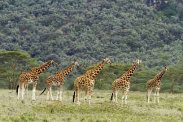 Kenya  Nakuru national park  Baringo giraffe (Giraffa cameleopardalis)  herd