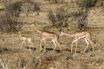 Kenya  Samburu game reserve  gerenuk (Litocranius walleri)  male and female