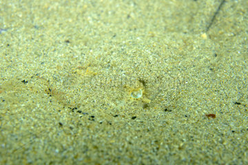 Young Common cuttlefish (Sepia officinalis) in the sand around the island of Oléron  Atlantic Ocean  France