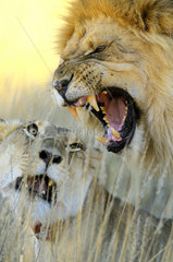 African Lion (Panthera leo) pair mating  Kalahari desert  South Africa