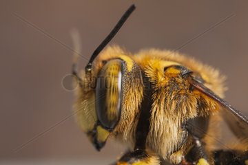 Portrait of Potter Bee (Anthidium florentinum)  France