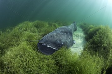 Wels catfish  Silurus glanis  also called sheatfish  is a large catfish native to wide areas of central  southern  and eastern Europe  Neuchâtel lake  Switzerland