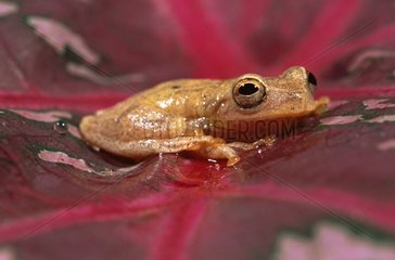 Portrait of a Tree frog on a leaf Nicaragua
