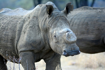 White rhinoceros horn cut - Matobo Zimbabwe
