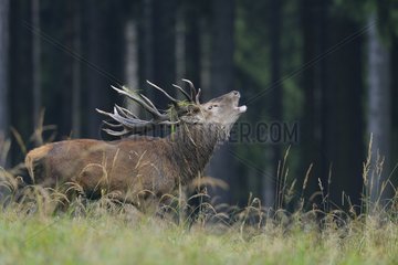 Belling Red deer in Rutting Season  Cervus elaphus  Autumn  Germany  Europe