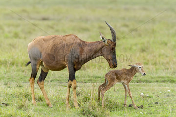 Topi and new-born in Savannah - Masai Mara Kenya
