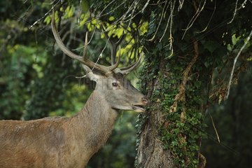 Red deer (Cervus elaphus)  Italy