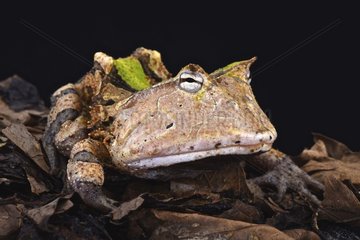 Amazonian horned frog (Ceratophrys cornuta)  Suriname