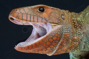 Caiman lizard (Dracaena guianensis)  Peru
