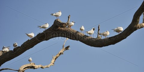 Black-headed gulls grooming on a branch moulting  Port Saint Père  France