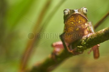 White-lined leaf frog (Phyllomedusa vaillantii) - Kaw Mountain - French Guiana