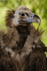 Monk Vulture (Aegypius monachus)