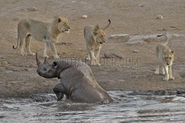 By going to drink it Black Rhino stumbled into a cavity and tipped into the water point. He tries to emerge but three lions that were nearby were attracted by the noise. They approach to enjoy the oportunity.