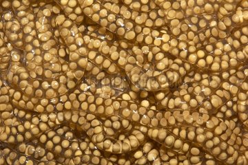Eggs of Beaked Toad (Rhinella  ex Bufo) - Montagne de fer - French Guiana