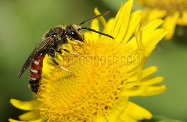 Sweat Bee (Halictus calceatus) on male (Pulicaria dysenterica)  2015 August 01  Northern Vosges Regional Nature Park  France  ranked World Biosphere Reserve by UNESCO  France