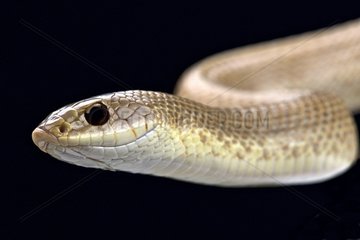Blonde hognose snake (Leioheterodon modestus)  Madagascar