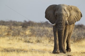 African Elephant (Loxodonta africana) - Old bull on his way to a waterhole. Etosha National Park  Namibia.