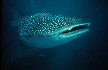 Whale Shark  Ningaloo Reef  Australia