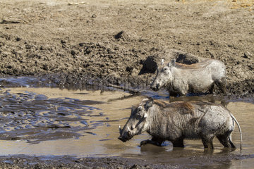 Desert Warthogs in mud - Savuti Chobe Botswana