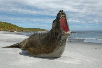Southern elephant seal (Mirounga leonina)  Sea Lion Island  Falkland Islands