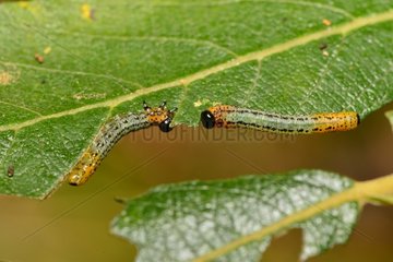 Willow Sawfly larvae (Pteronus salicis) on Willow  21 October 2015  Northern Vosges Regional Nature Park  declared a World Biosphere Reserve by UNESCO  France