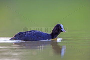 Coot on water - Dombes France