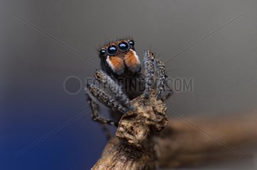 male Maratus plumosus Peacock spider