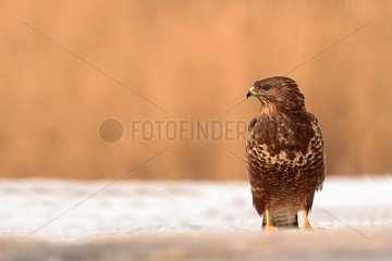 Common Buzzard on snow and background of reeds