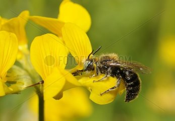 Mason Bee (Osmia anthocopoides) male on Horseshoe Vetch (Hippocrepis comosa)  2015 May 18  Northern Vosges Regional Nature Park  France  ranked World Biosphere Reserve by UNESCO  France