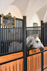 Lipizzaner horse in stall - Slovenia Lipica National Stud