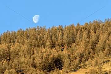 Gibbous moon above a larch forest  Molines Region  Queyras  Alpes  France